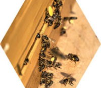 Bienen aus Heldenbergen