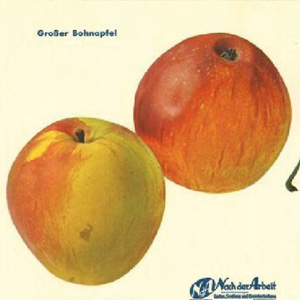 Friedberger Bohnapfel