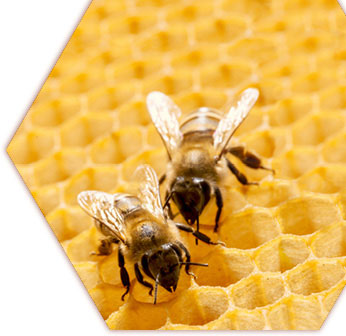 Heldenberger Apfelbiene Bienen